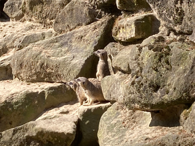 Design ohne Titel - 2026-04-26T171703.225