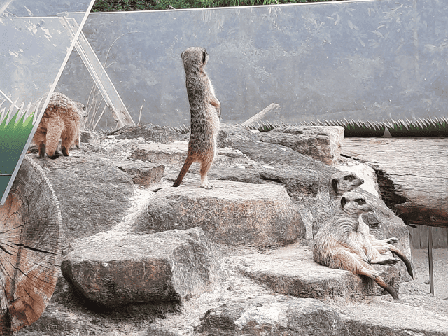 Strike, Spürsinn und Tierwelt-die Projekttage der 7a (1)(1)